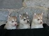 SIBERIAN HUSKY 1046